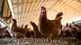 Bird flu detected in San Francisco wastewater and chickens