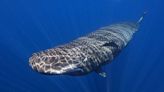 Sperm whale communication could be remarkably close to human languages, scientists say