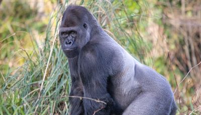 U.K.'s oldest silverback gorilla dies aged 42