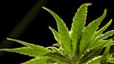 US poised to ease restrictions on marijuana in historic shift, but it'll remain controlled substance