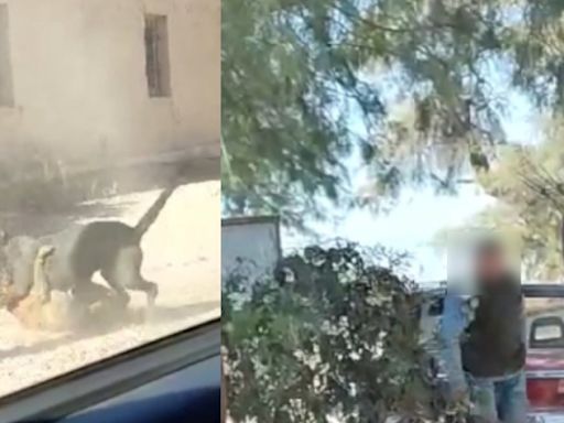 Denuncian a un hombre por hacer que su pitbull ataque a callejeritos