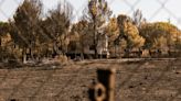 Peligra la supervivencia de productores en España sin pastos por incendios