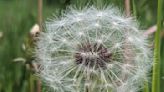 Nature’s beauty on display in dandelion