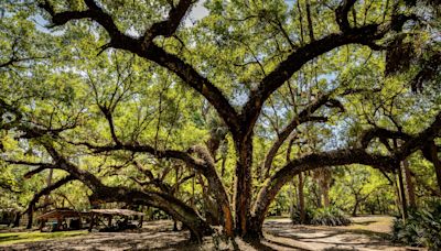 'Prettiest country': Newly preserved Creek Ranch symbolizes natural Florida