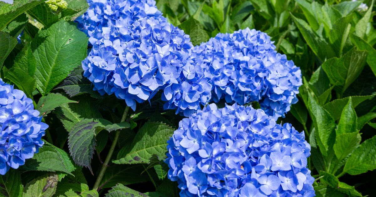 Hydrangeas and roses bloom faster and better when giving them one kitchen scrap