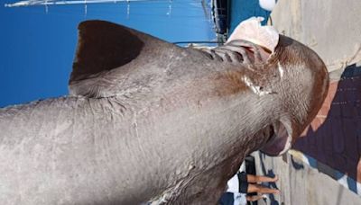 Uno de los tiburones más grandes del Mediterráneo visita las aguas de Altea