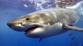 Great white sharks detected off Rye beaches. Fire chief says ocean 'still extremely safe'