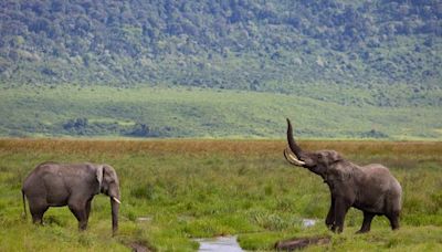 Zambie : Une touriste américaine morte piétinée par un éléphant