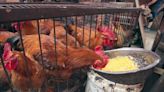 CDC warns of salmonella outbreak from backyard poultry farms