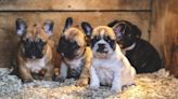 French Bulldog Puppies Stolen From Wisconsin Home