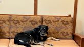 Dog kept escaping shelter to sleep in nursing home. Staff adopted him.