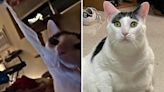 Woman voices fears over cat after he develops "a taste for human flesh"