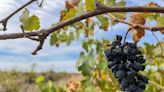 Australian farmers rip out millions of vines amid wine glut