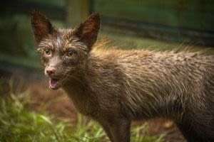 ‘Foxes in The Hen House’: Gatorland rescues 3 red foxes