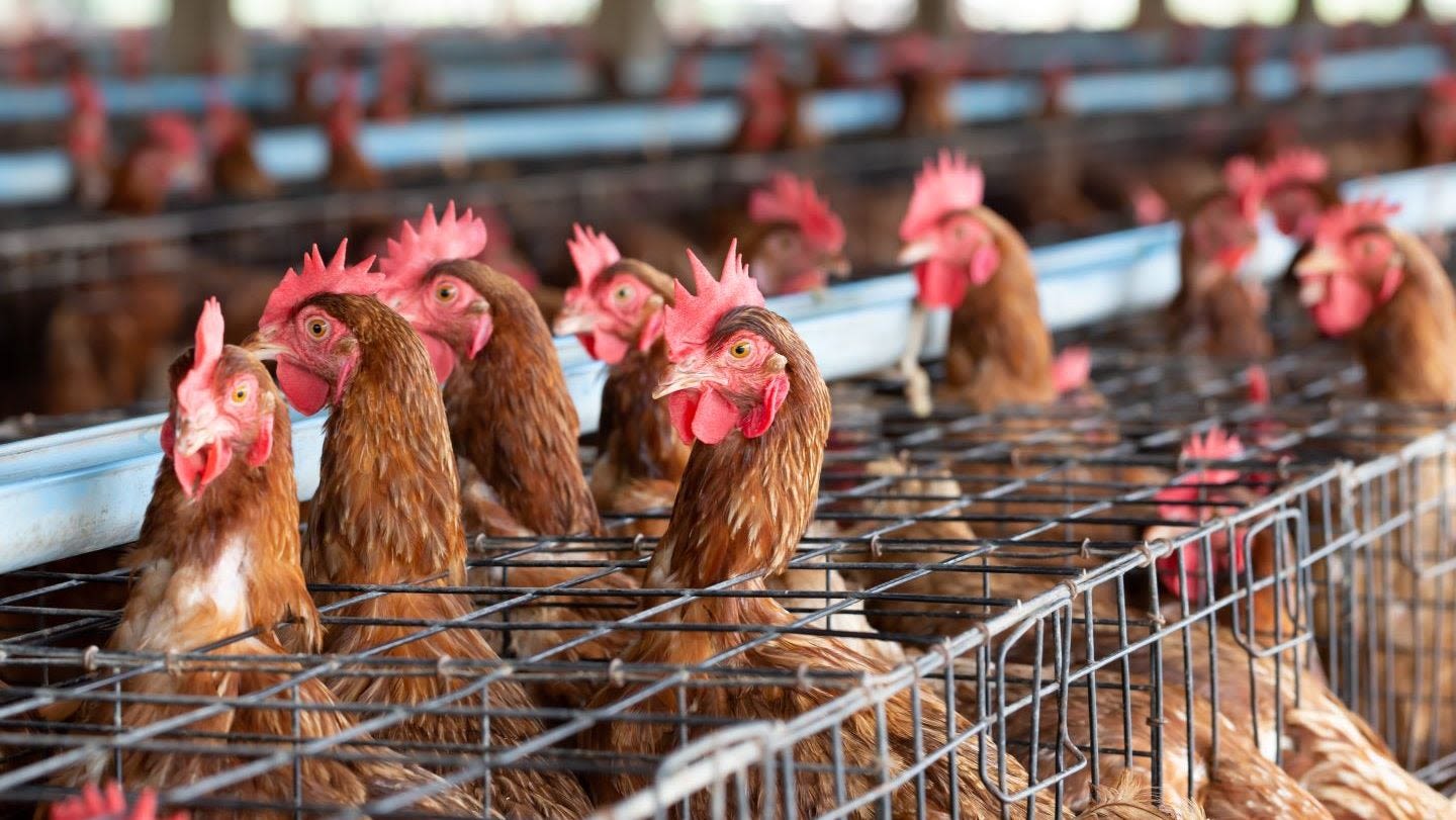 Brazil restricts poultry exports after detection of Newcastle viral disease