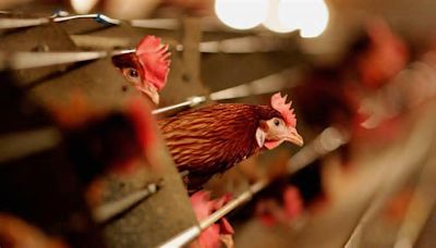 Bird flu: Can humans get infected?