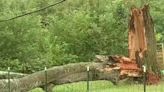 Georgia man crushed by tree while driving through severe storms