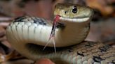 Snakes on a plate! Python ‘tastes like chicken and should be part of our diet’