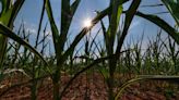 ‘It’s been a tough year.’ NC farmers look for solutions as corn crop withers in field.