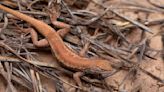 New endangered listing for rare lizard could slow oil and gas drilling in New Mexico and West Texas