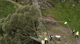 New shoots give hope that Sycamore Gap tree lives on