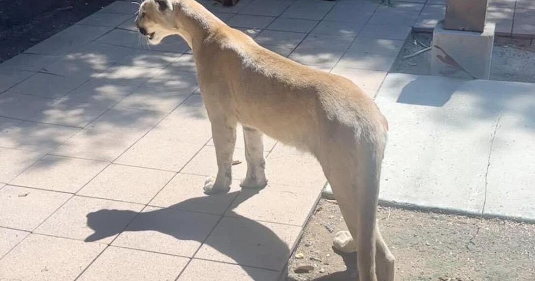 AZ Game and Fish relocate mountain lion caught near Tucson Medical Center