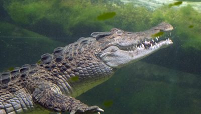 Un enfant de 12 ans porté disparu après avoir été enlevé par un crocodile en Australie