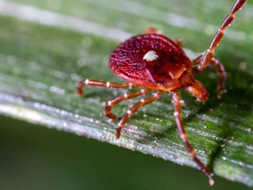 Ticks Linked to Serious Meat Allergy Spreading Across the Northern US: Know Symptoms And Prevention