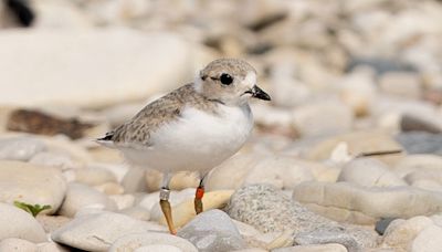 This bird’s comeback means more spotters are needed in Michigan. Here’s how to sign up.