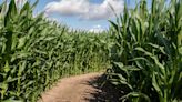 Pair of maize mazes to explore in Suffolk this summer