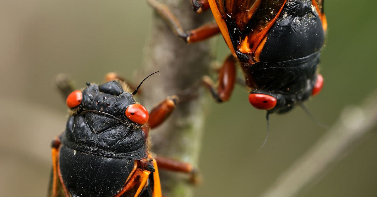 A rare burst of billions of cicadas will rewire our ecosystems for years to come