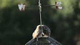 ‘Heart-warming’ photograph of little owls wins South Downs photography prize