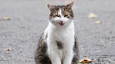 Larry the Cat could be in trouble at No10 as Keir Starmer brings his own pet