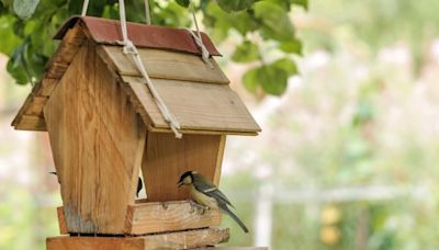 The best birdfeeders to attract backyard birds - National | Globalnews.ca