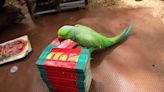 India's Cutest Astrologers Are These Lime-Green Birds