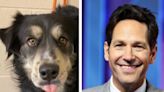 Paul Rudd lookalike dog is adopted after search goes viral