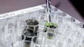 Scientists grow plants in lunar dirt, next stop moon