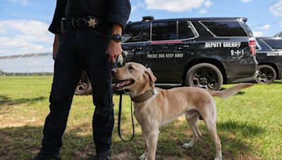 Deputy’s best friend: Learn all about the K9s in one of SC’s largest police dog units