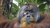 Suceso histórico: un orangután logró curarse sus propias heridas - Diario Hoy En la noticia
