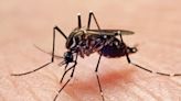 Ni citronela ni repelente: este es el truco casero definitivo para ahuyentar los mosquitos este verano