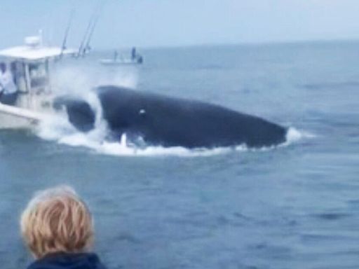 Angry humpback whale tosses two sailors into the sea by crashing into boat