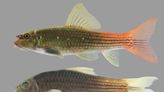 This fish has been sold for decades. So, why do Florida scientists say it's a new species?