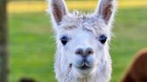 Bird flu detected in alpacas in U.S. for the first time