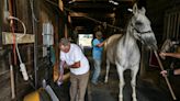 'Facing the challenge head-on': How Kentucky is trying to solve its veterinarian shortage