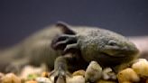 'Adopt an axolotl' campaign launches in Mexico to save iconic species from pollution and trout