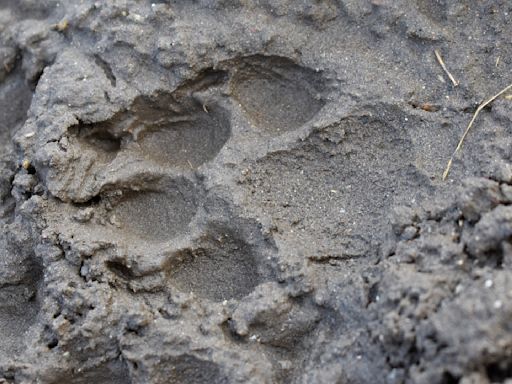 Some urge boycott of Wyoming as rural angst over wolves clashes with cruel scenes of one in a bar