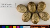 Royal Saskatchewan Museum launches online bird egg database