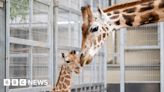 West Midlands Safari Park welcomes baby giraffe