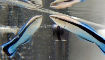 Tiny fish found to ‘check its body size in the mirror before getting into fights’