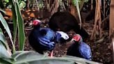 'Shy and scared' tropical bird escapes from zoo